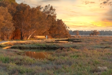 Sunrise over the Boardwalk at Goegrup Lake Nature Reserve, Western Australia
