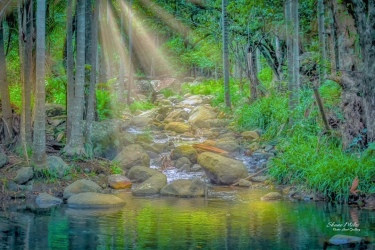 Sun Kissed Brook, Tamborine Mountain, Queensland Australia.