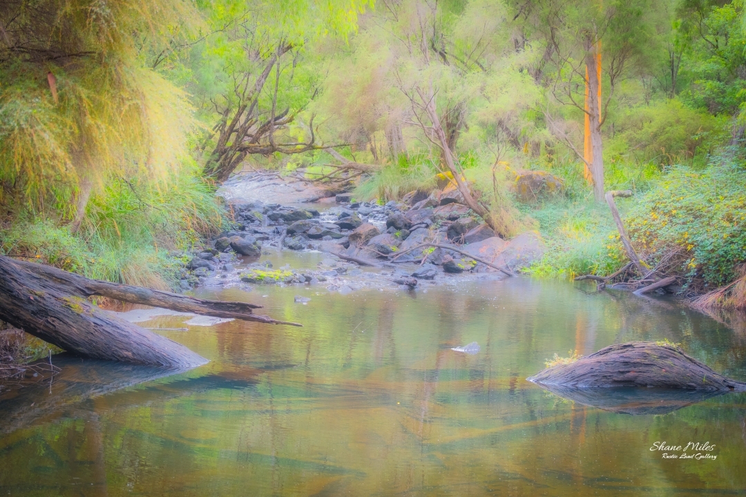 Misty morning, South West, Western Australia.