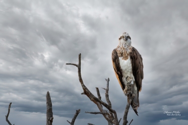 Osprey at Goegrup Lake, Western Australia.
