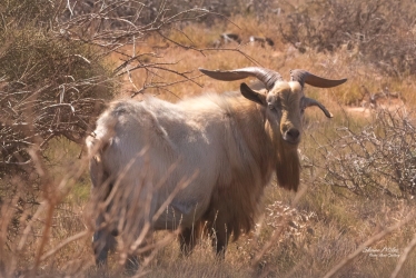 A wild male goat , a buck, or sometimesis called a billy goat.