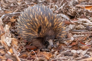 Echidna, Dryandra, Western Australia. The echidnas are named after Echidna, a creature from Greek mythology who was half-woman, half-snake, as the animal was perceived to have qualities of both mammals and reptiles.