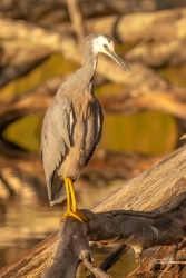 White-faced Heron is mostly light blue-grey in colour, with a characteristic white face.
