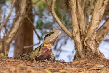 Water Dragon, North Lakes, Queensland Australia.