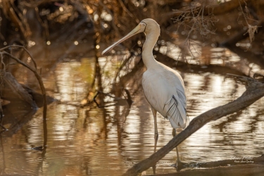 Yellow-billed Spoonbill, wading in the shallows at Black Swan Lake, Western Australia.