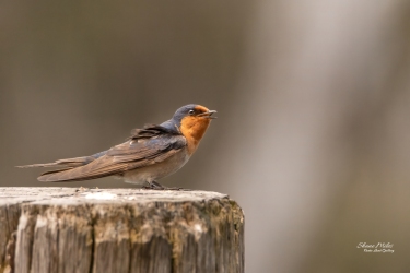 Welcome Swallow taking in the morning sun.