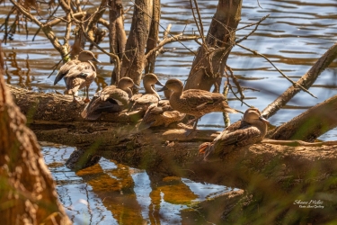 Finaly got all my ducks in a row.