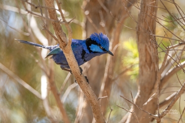 Splandid Fairy-wren, bad hair day.