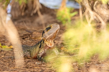 Water Dragon taking in the sun.