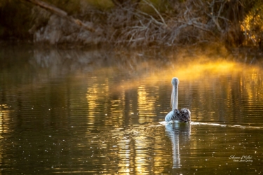 Pelican paddling on the lake in the early morning glow at Goegrup Lake, Western Australia.