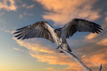 Osprey taking flight.