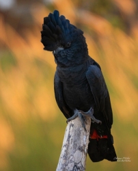Red-tailed black cockatoo