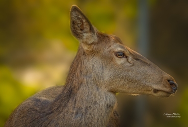 Deer Profile