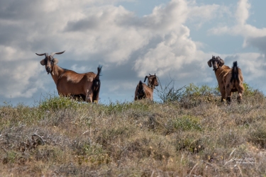 Wild Goats, near the Quobba Blow Holes, Western Australia.