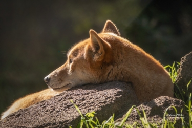 Dingo taking a rest, Western Australia.